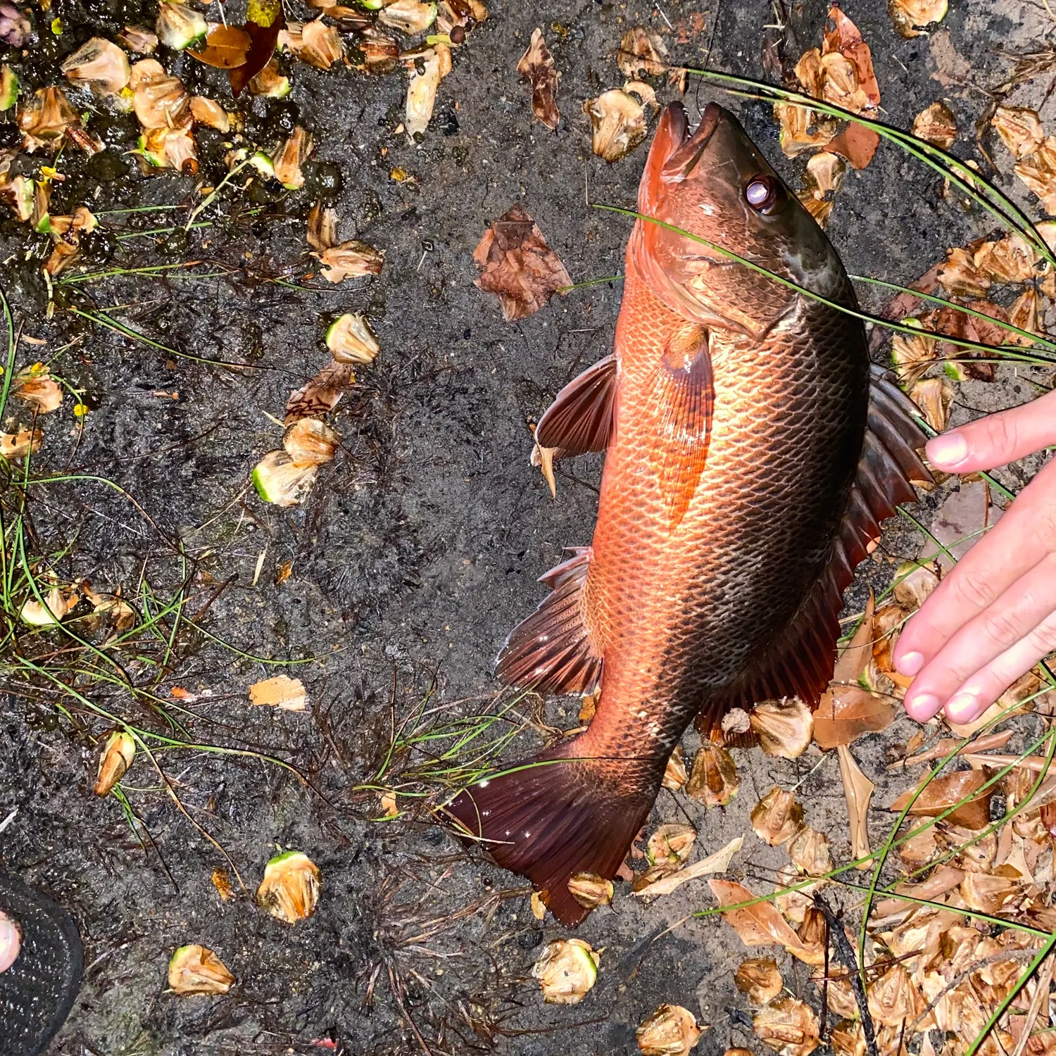 The most recent Mangrove red snapper catches on Fishbrain