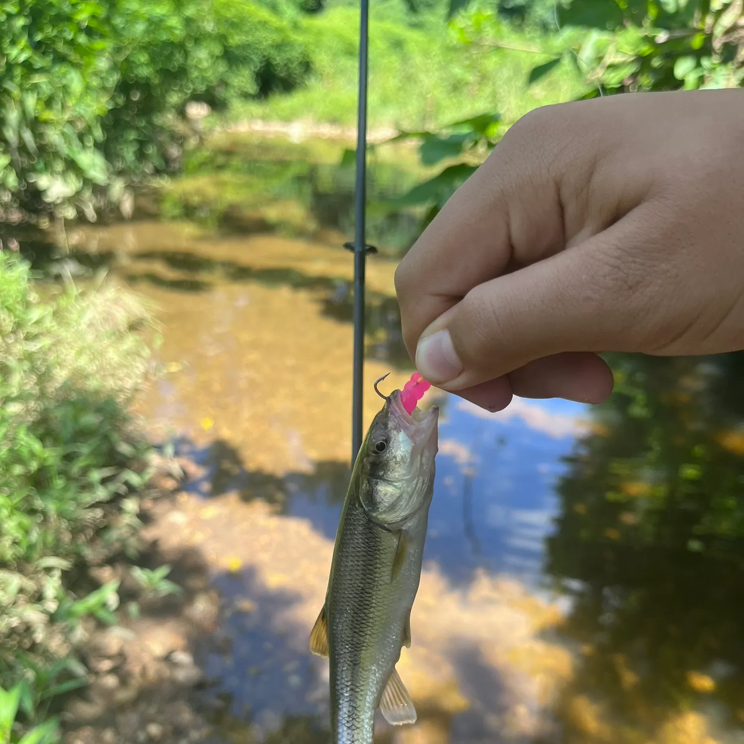 The most recent Creek chub catches on Fishbrain