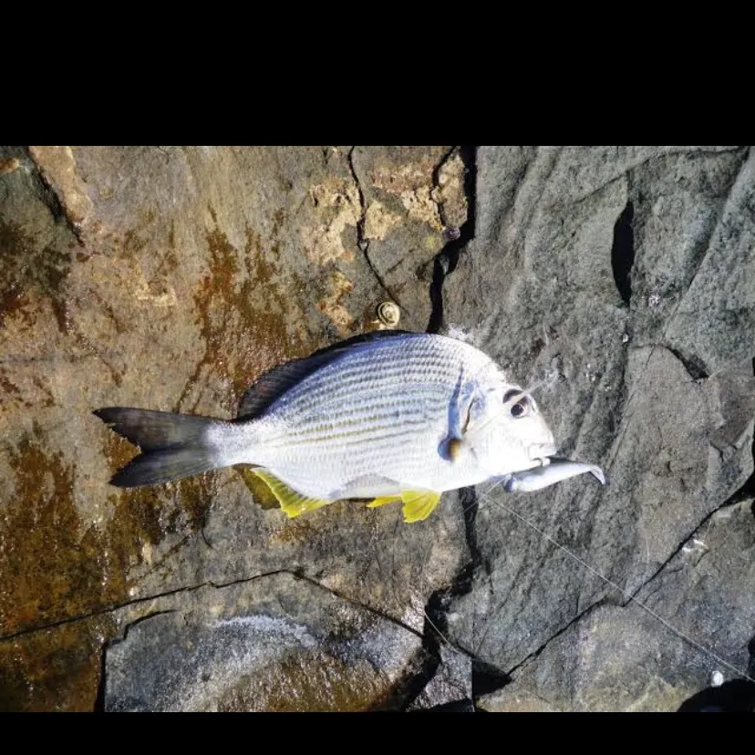 The most recent Goldlined seabream catches on Fishbrain