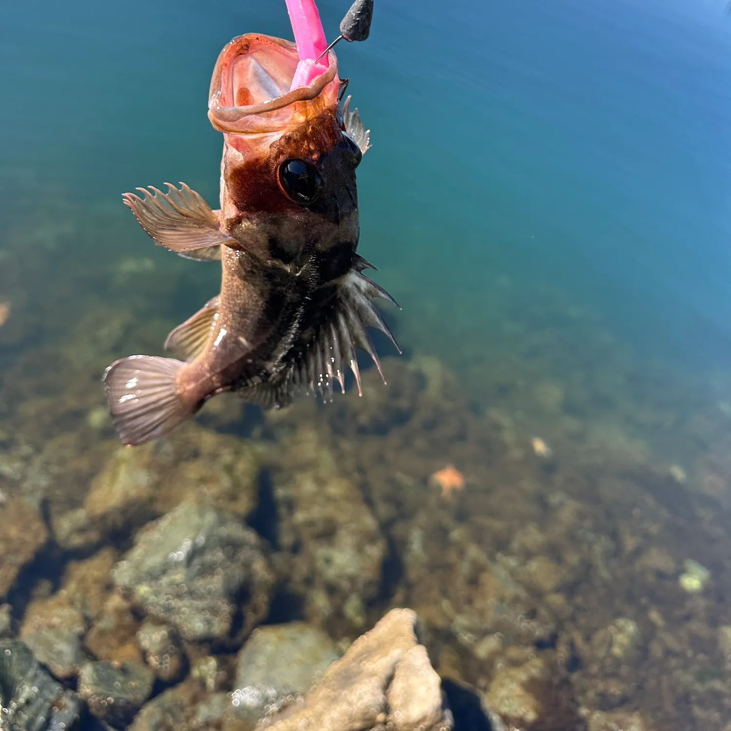 The most recent Copper rockfish catches on Fishbrain