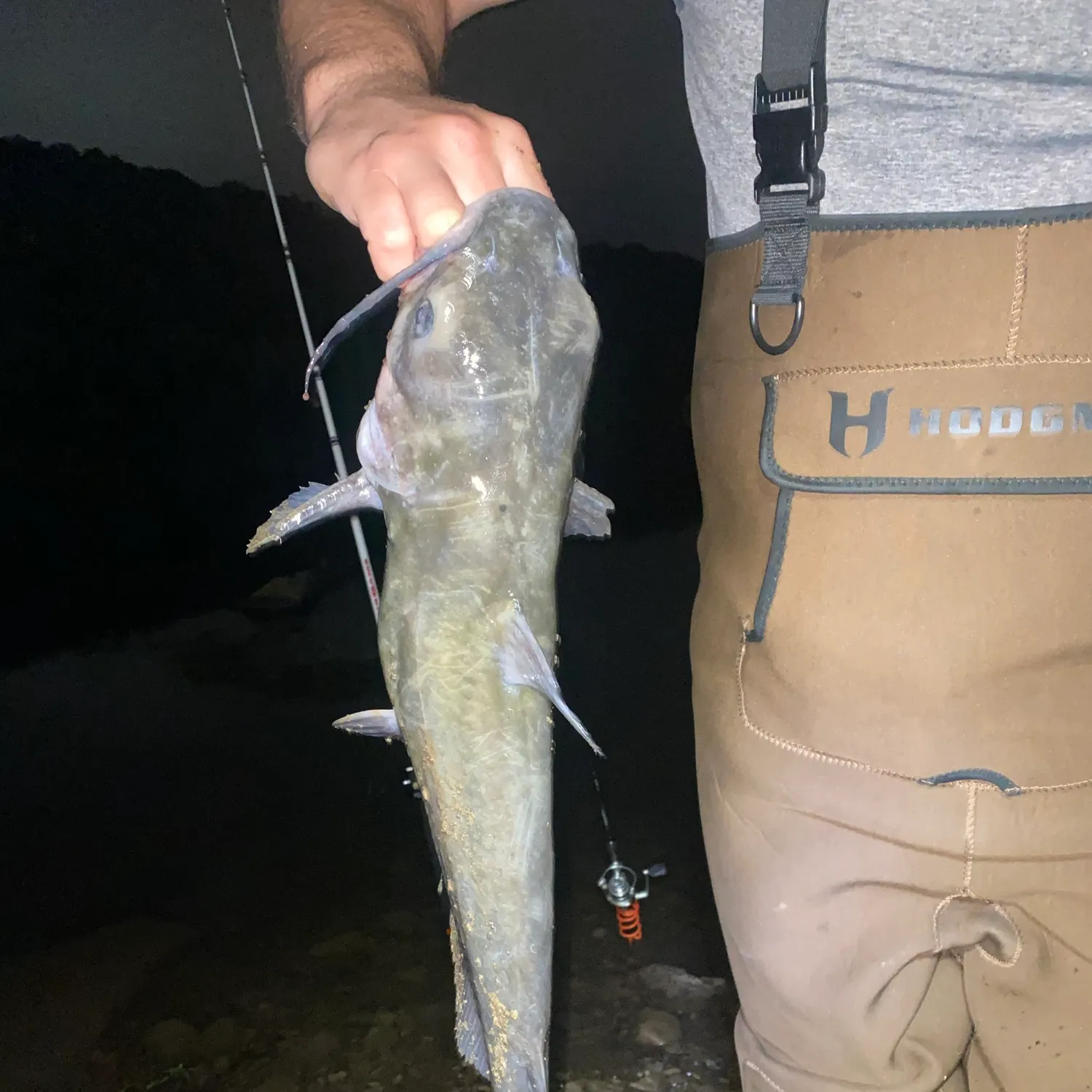 Channel catfish caught on Fishbrain