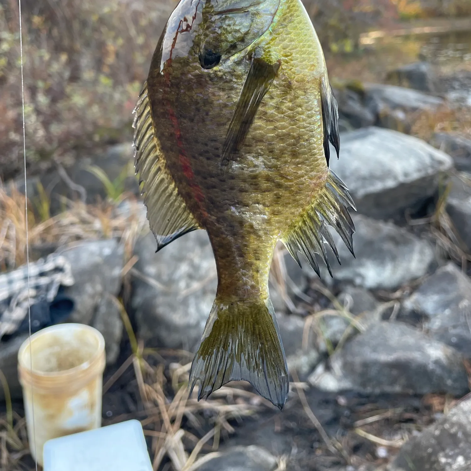 Bluegill caught on Fishbrain