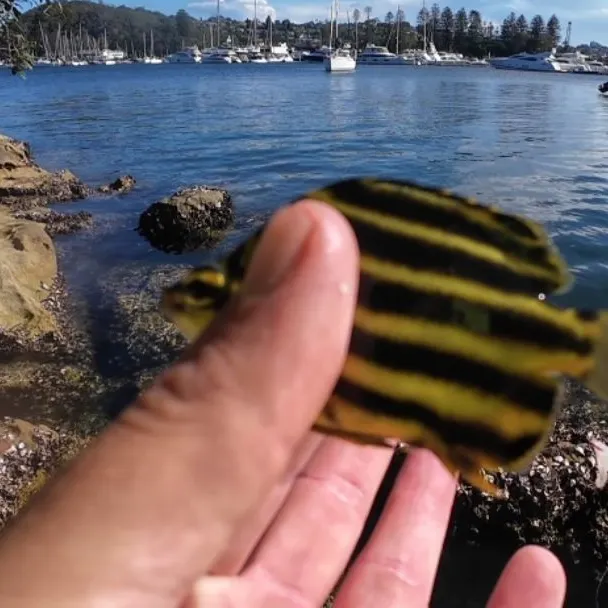 The most recent Stripey catches on Fishbrain