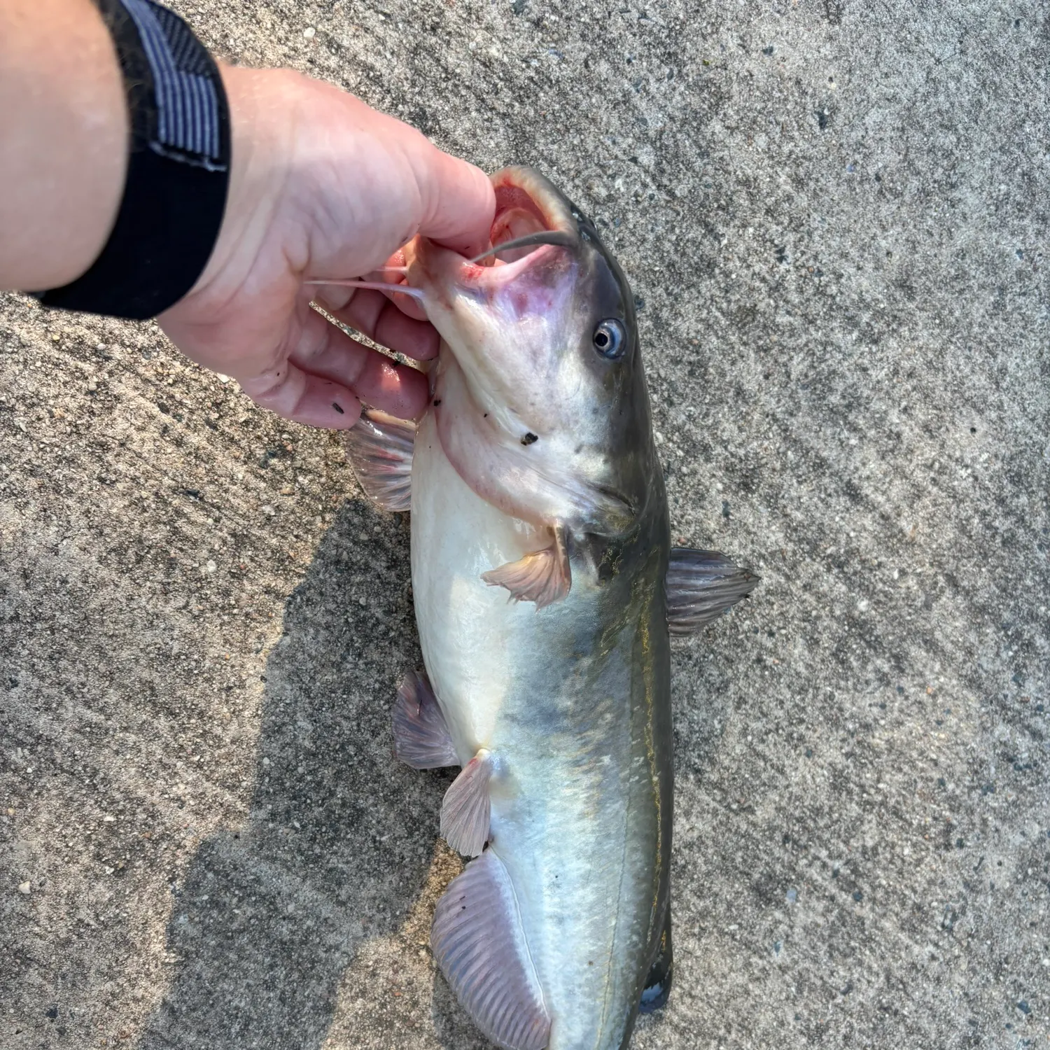 catch