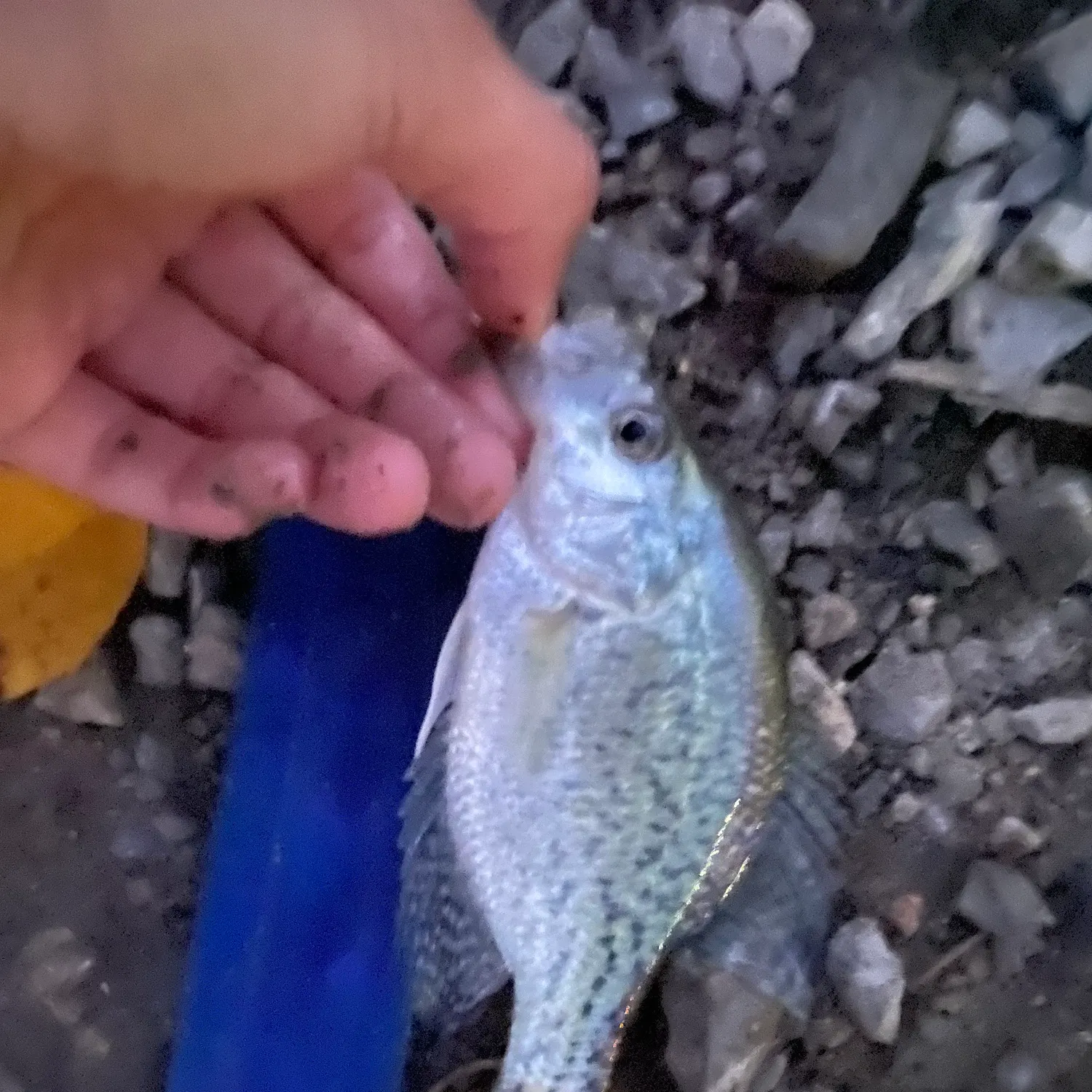 Black crappie caught on Fishbrain