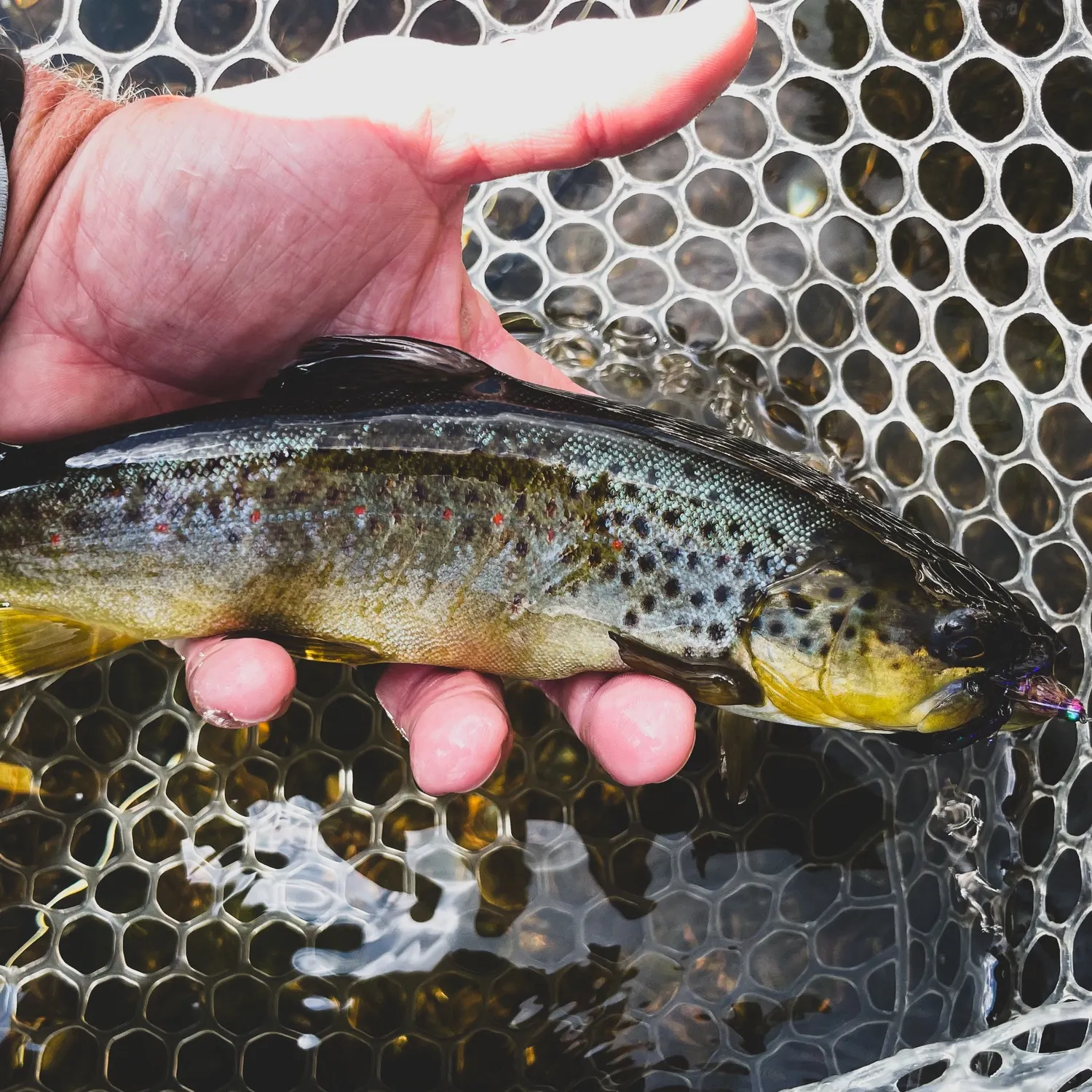 Brown trout caught on Fishbrain