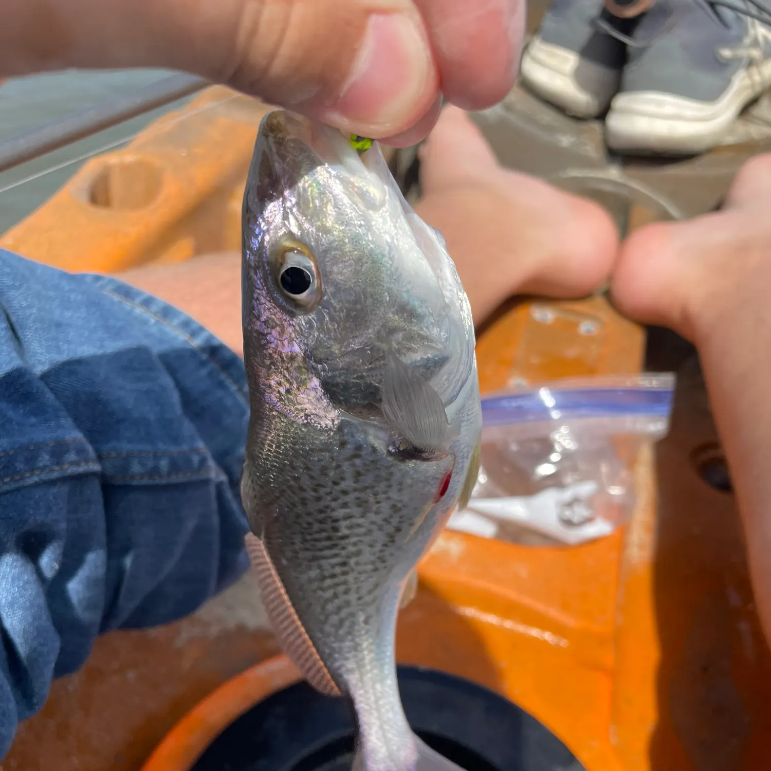 The most recent Atlantic croaker catches on Fishbrain