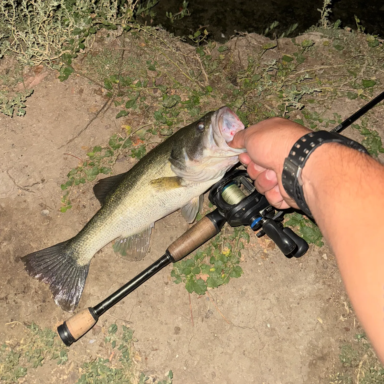 Largemouth bass caught on Fishbrain
