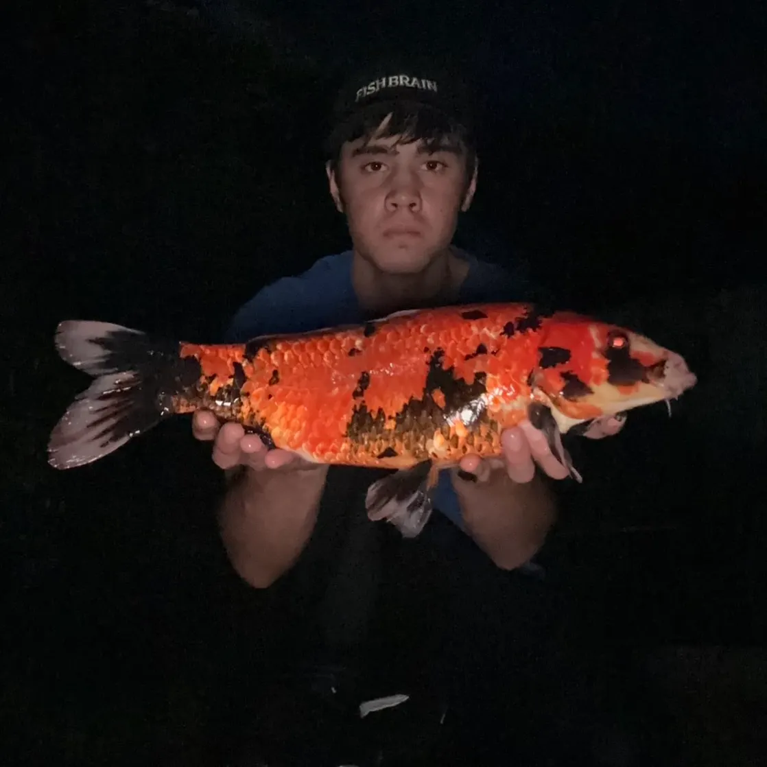 Koi carp caught on Fishbrain