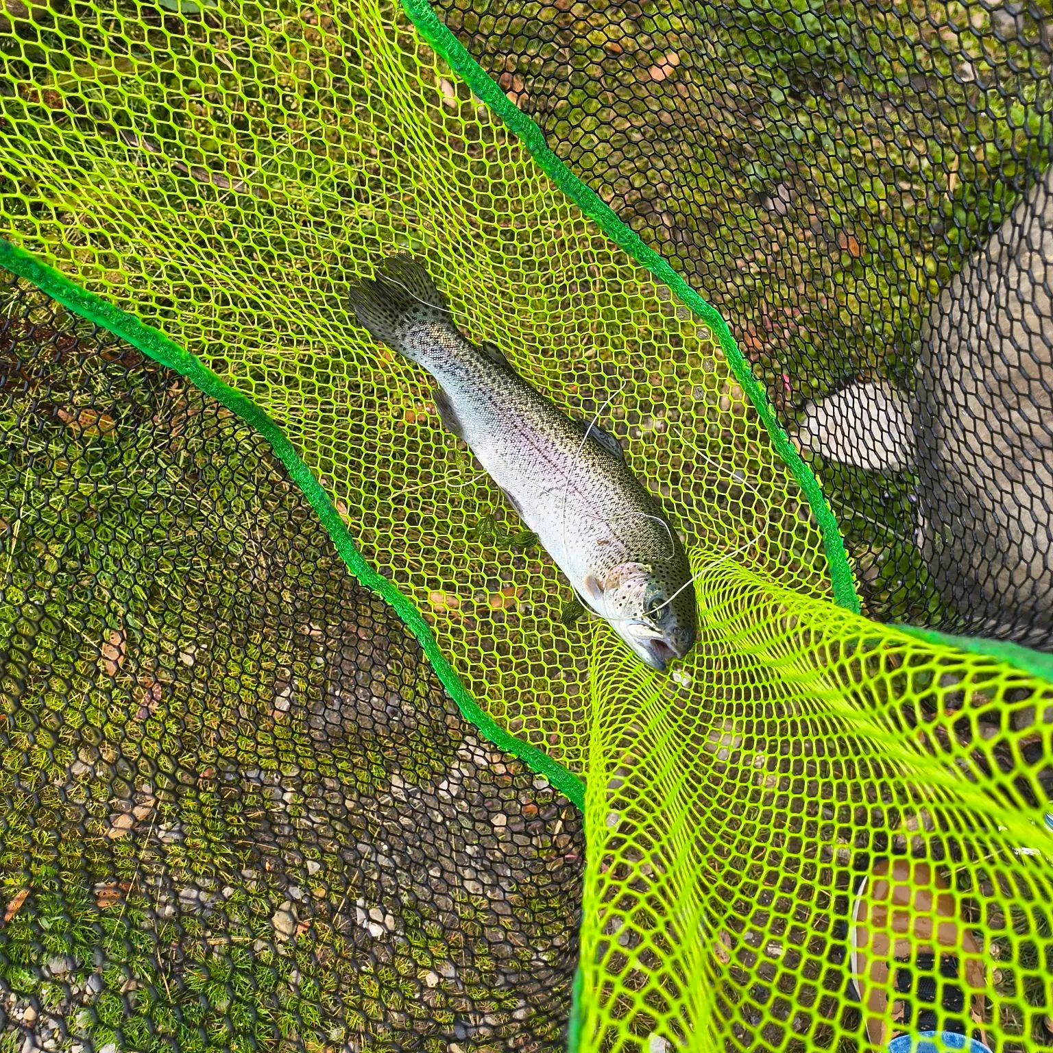 Rainbow trout caught on Fishbrain