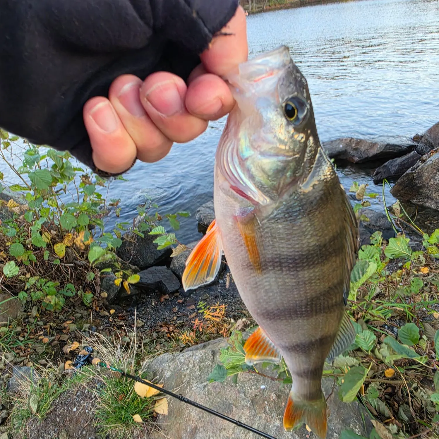 European perch caught on Fishbrain