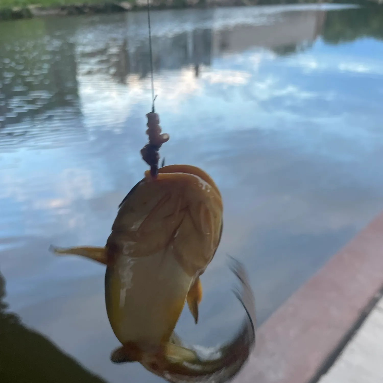 Yellow bullhead caught on Fishbrain