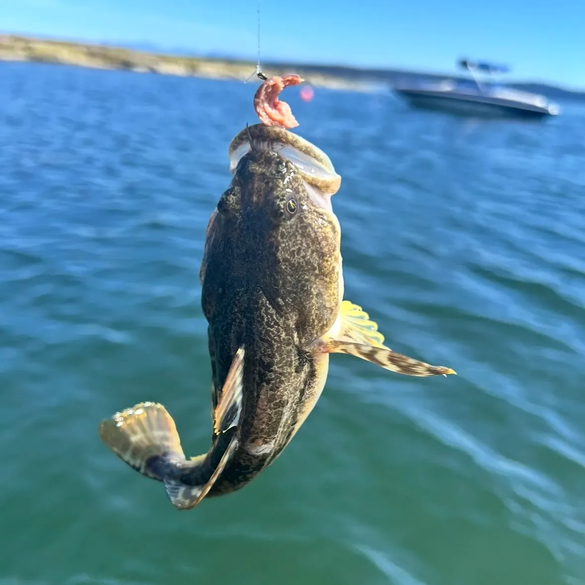 Pacific staghorn sculpin caught on Fishbrain