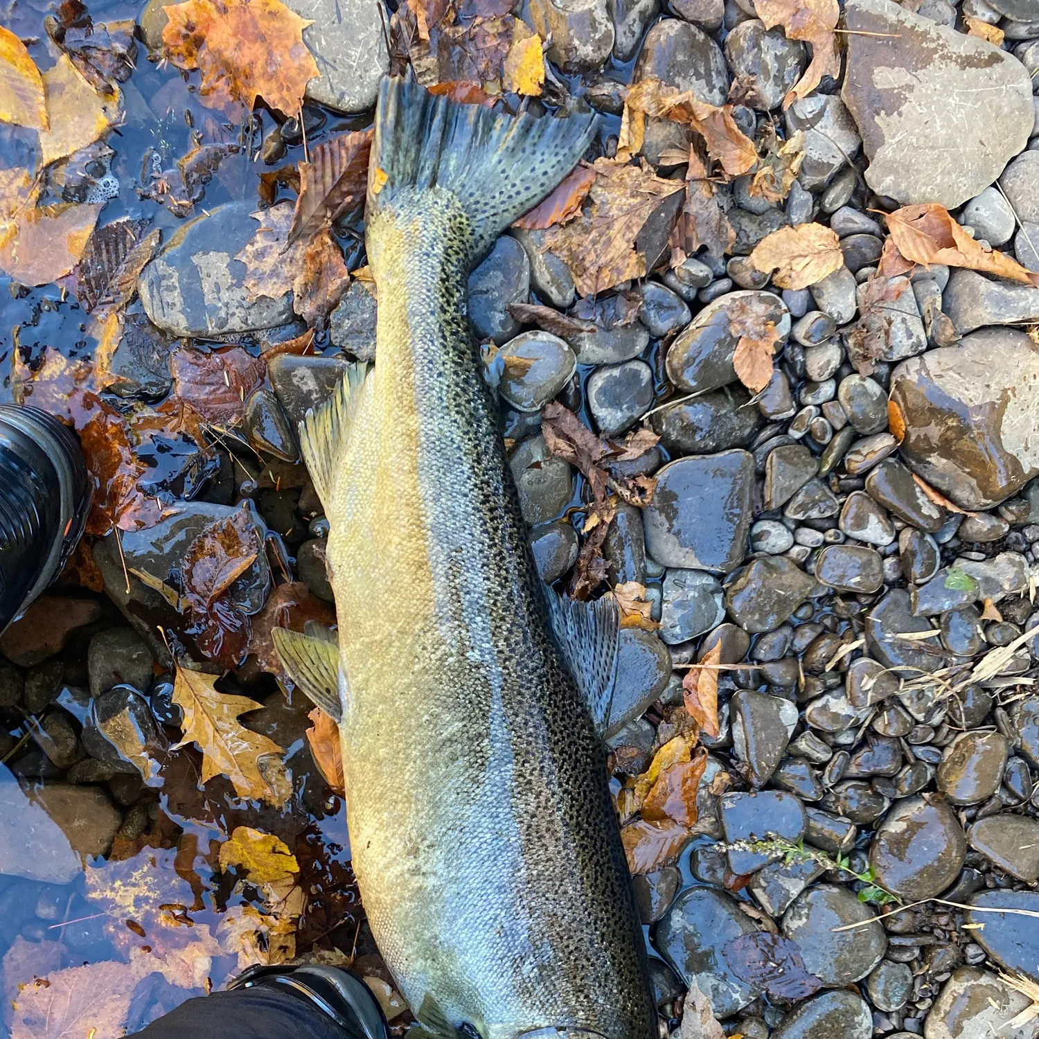 Chinook salmon caught on Fishbrain
