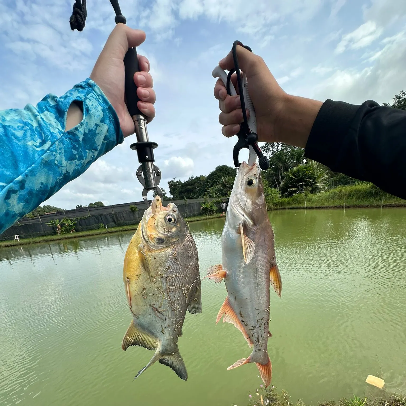 The most recent Striped catfish catches on Fishbrain