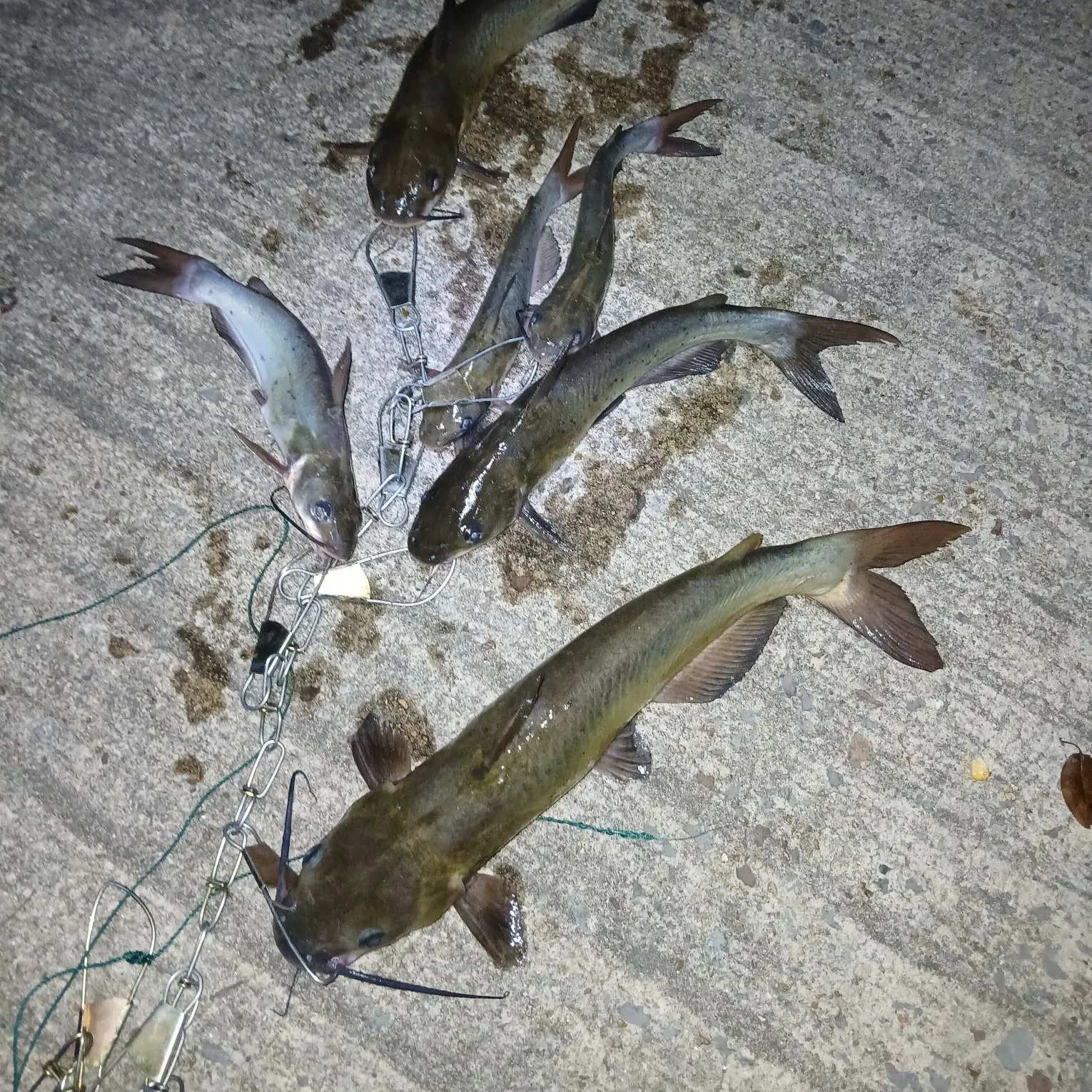 recently logged catches