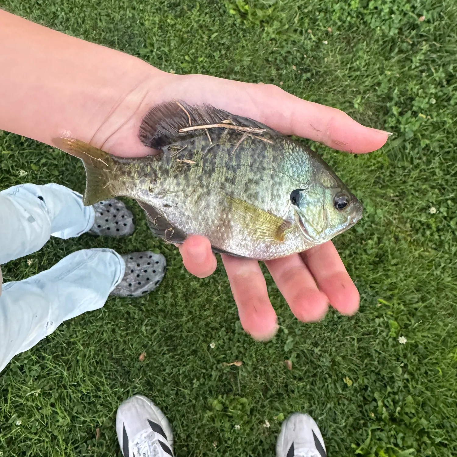 Bluegill caught on Fishbrain