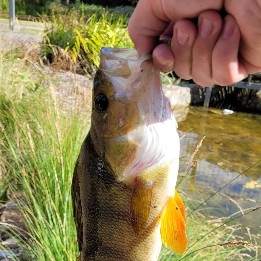 The most recent European perch catches on Fishbrain