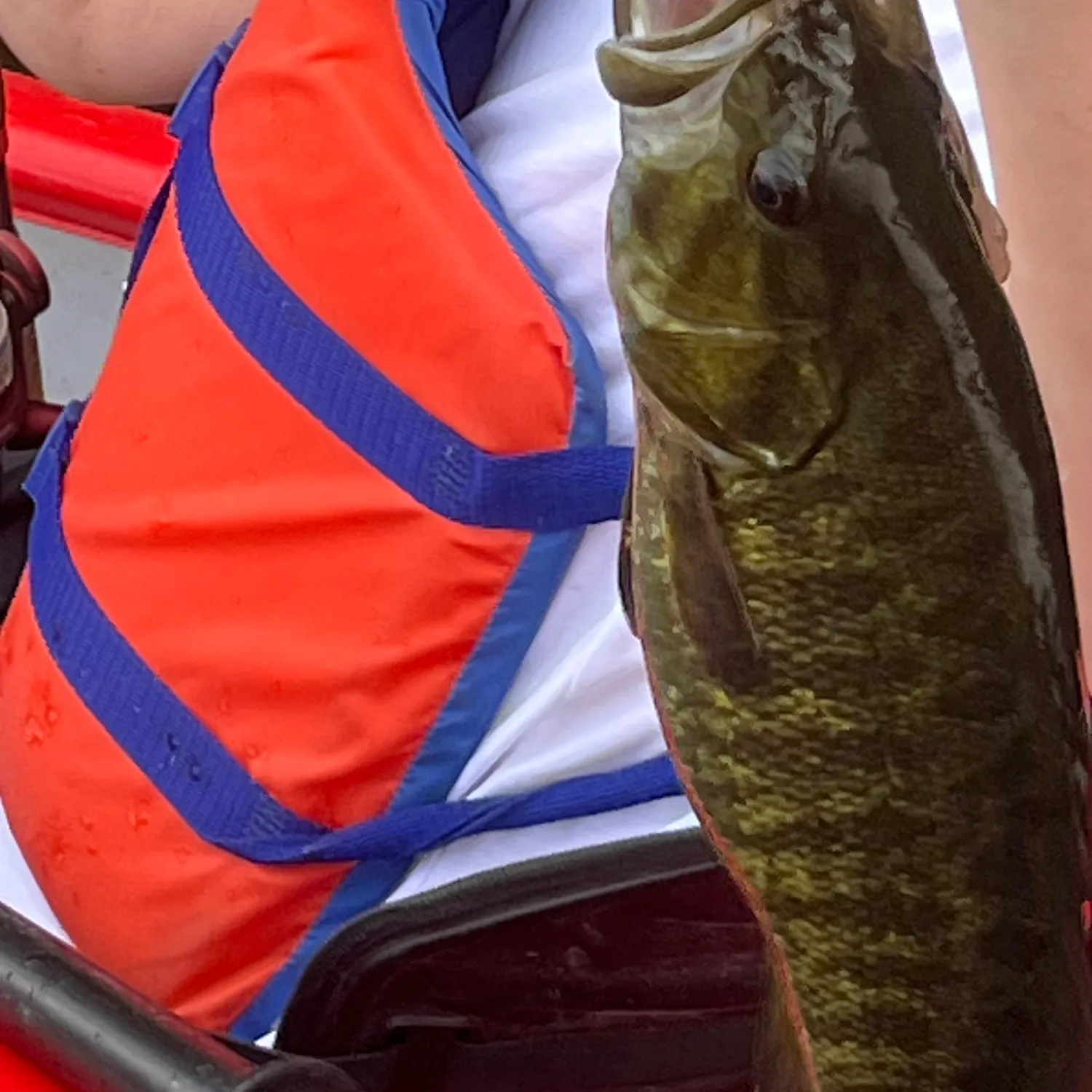 Smallmouth bass caught on Fishbrain