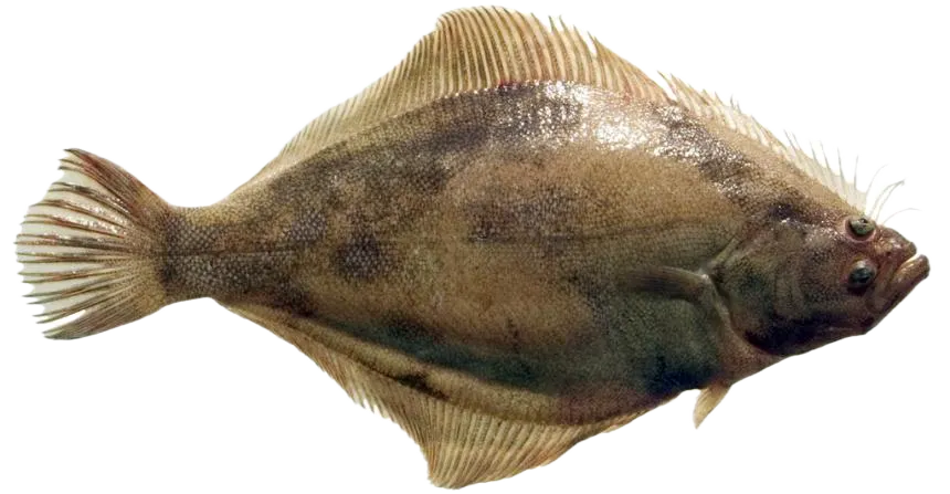 Pacific sand sole