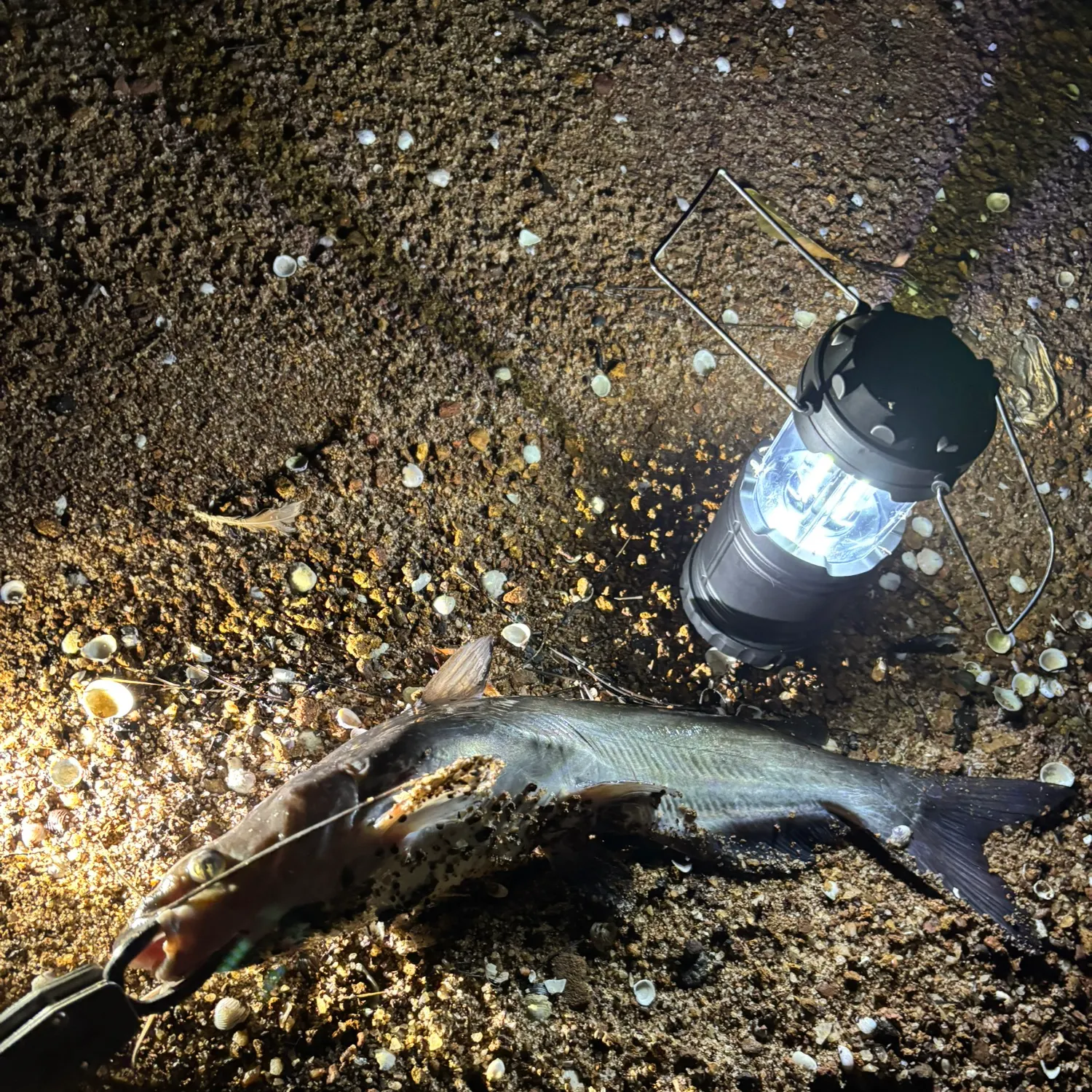 Channel catfish caught on Fishbrain