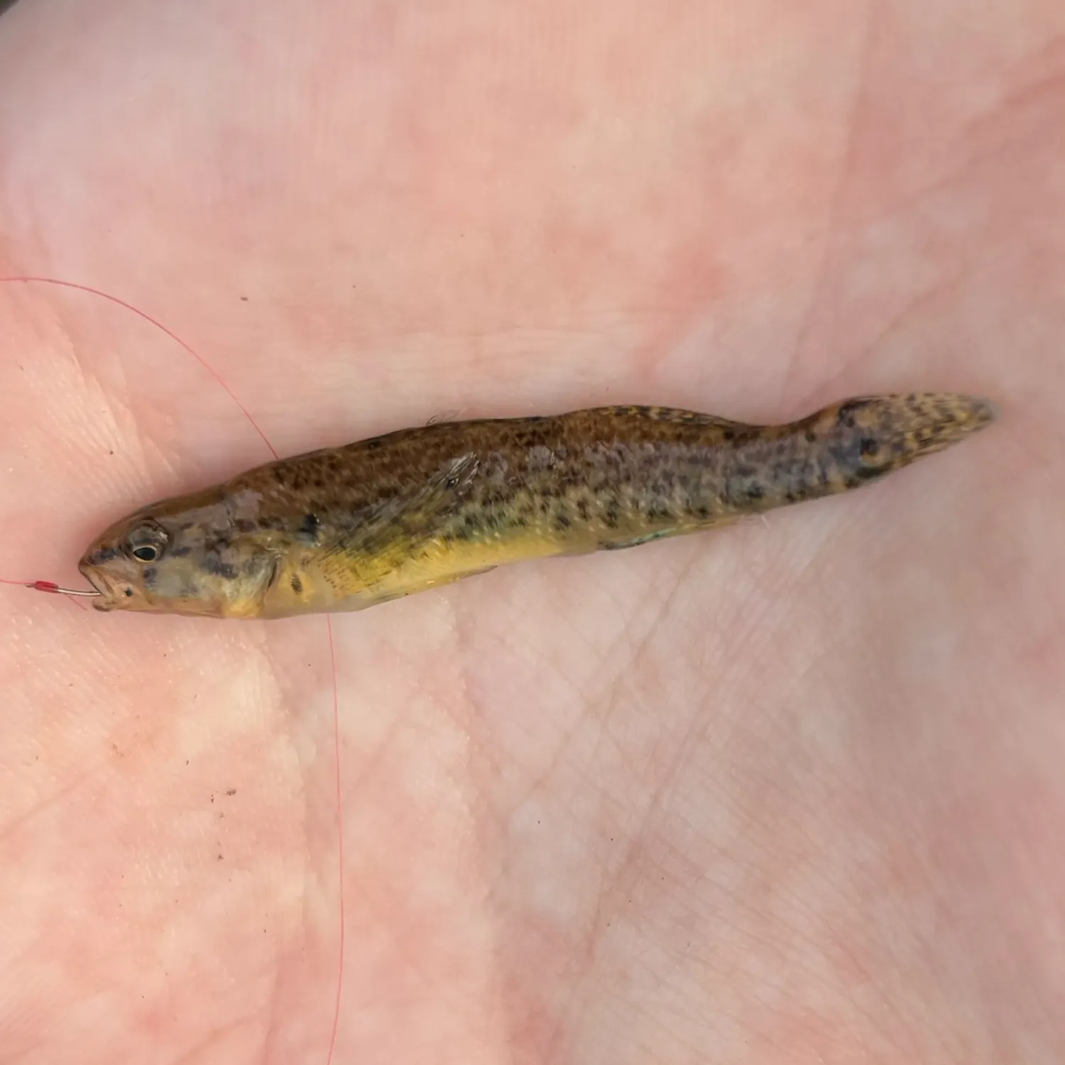 The most popular recent Rainbow darter catch on Fishbrain