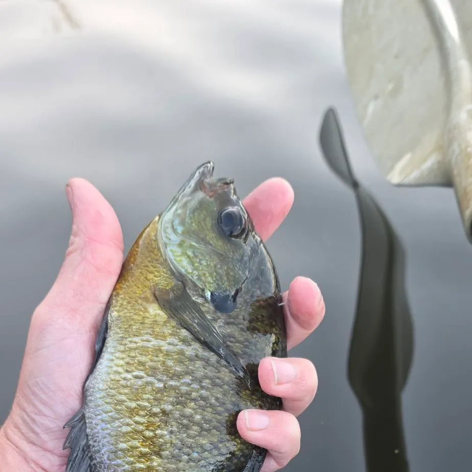 Bluegill caught on Fishbrain