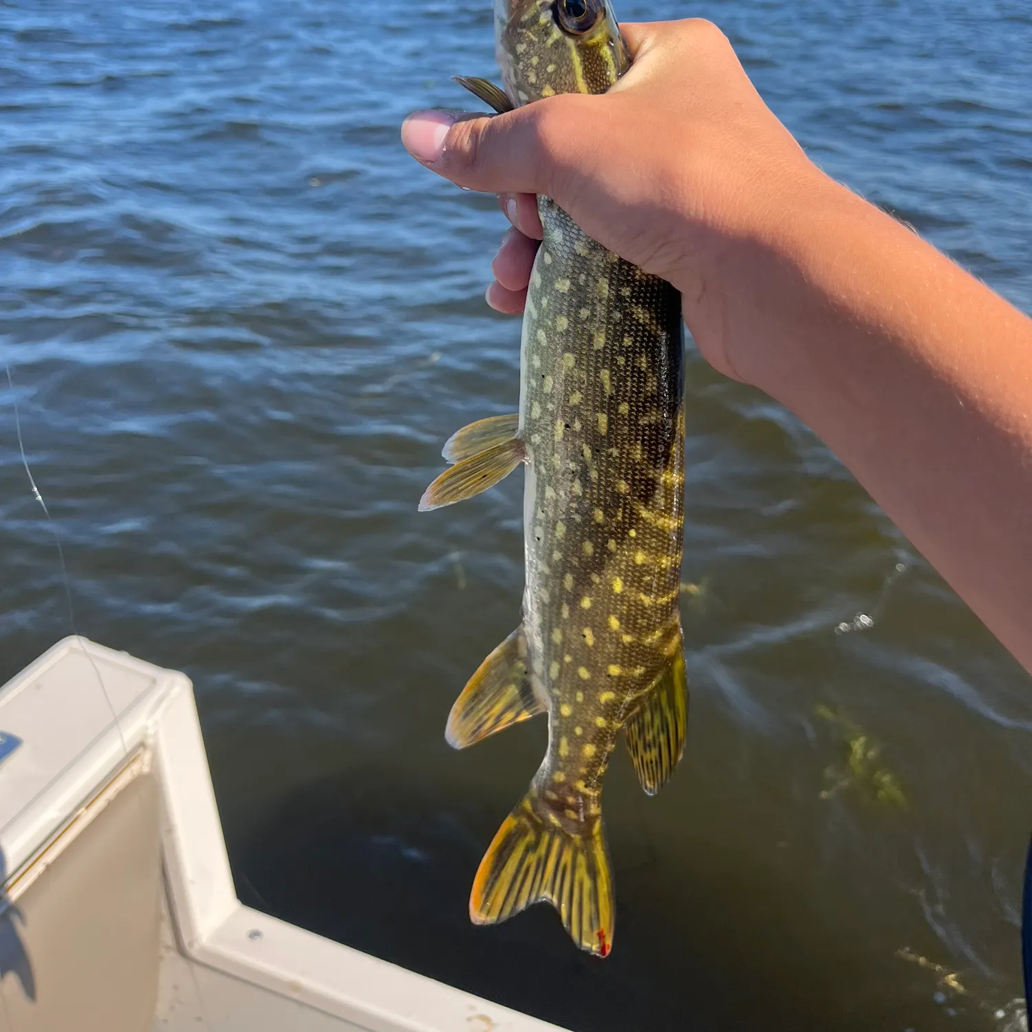 Northern pike caught on Fishbrain