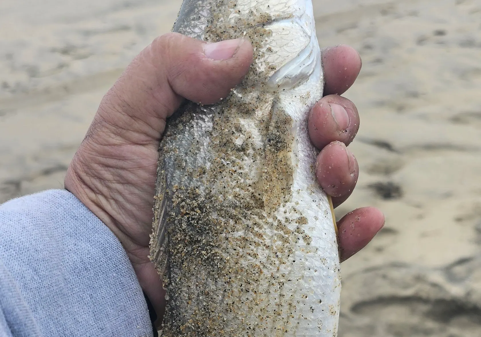 Yellowfin croaker