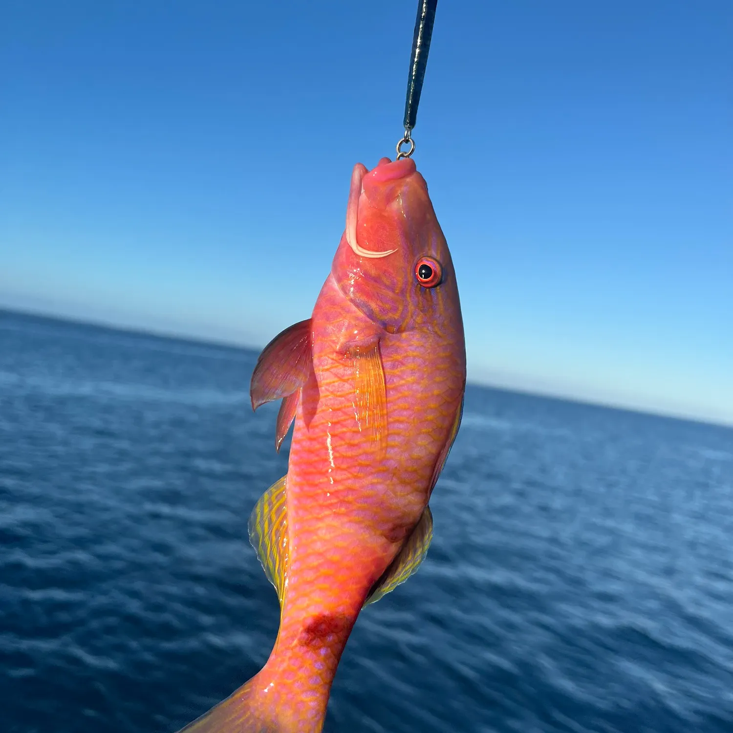 Fish caught on Fishbrain