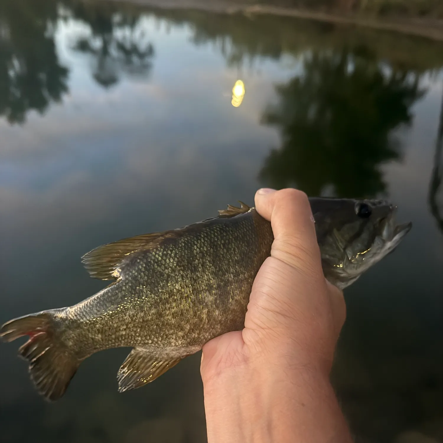 Fish caught on Fishbrain