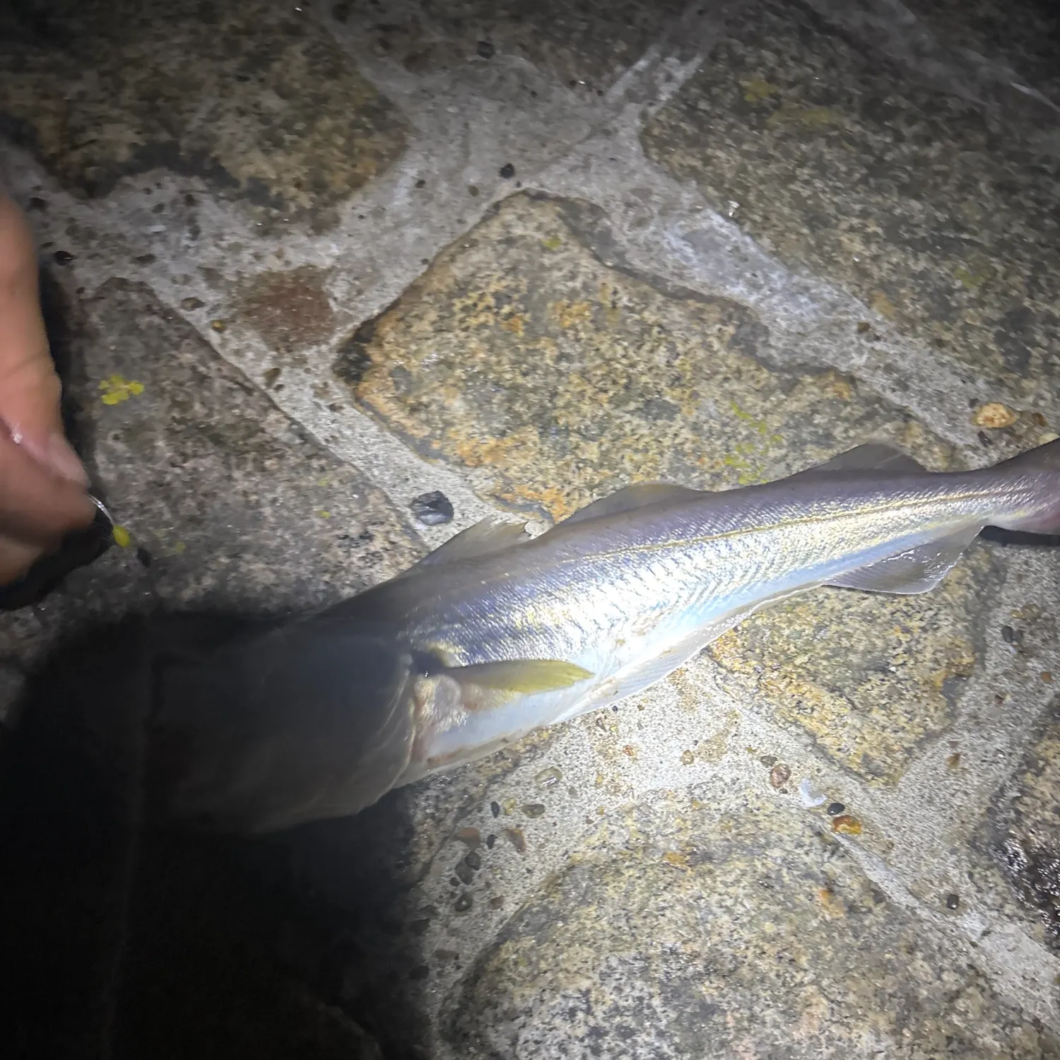 Fish caught on Fishbrain