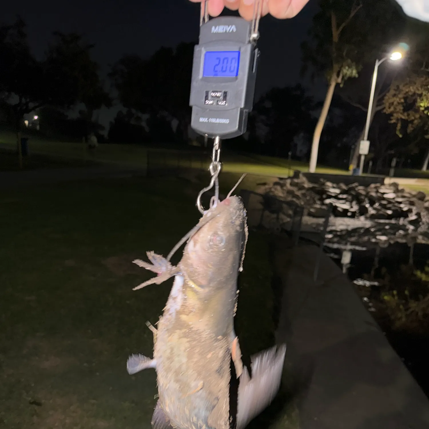 Blue catfish caught on Fishbrain
