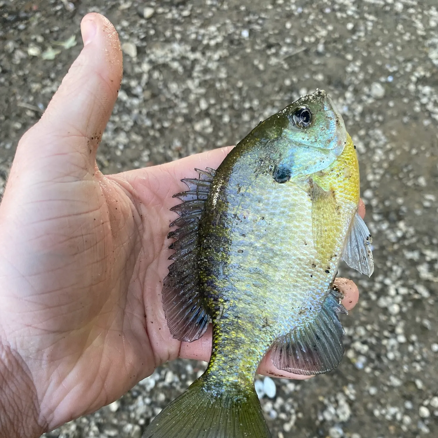 Bluegill caught on Fishbrain