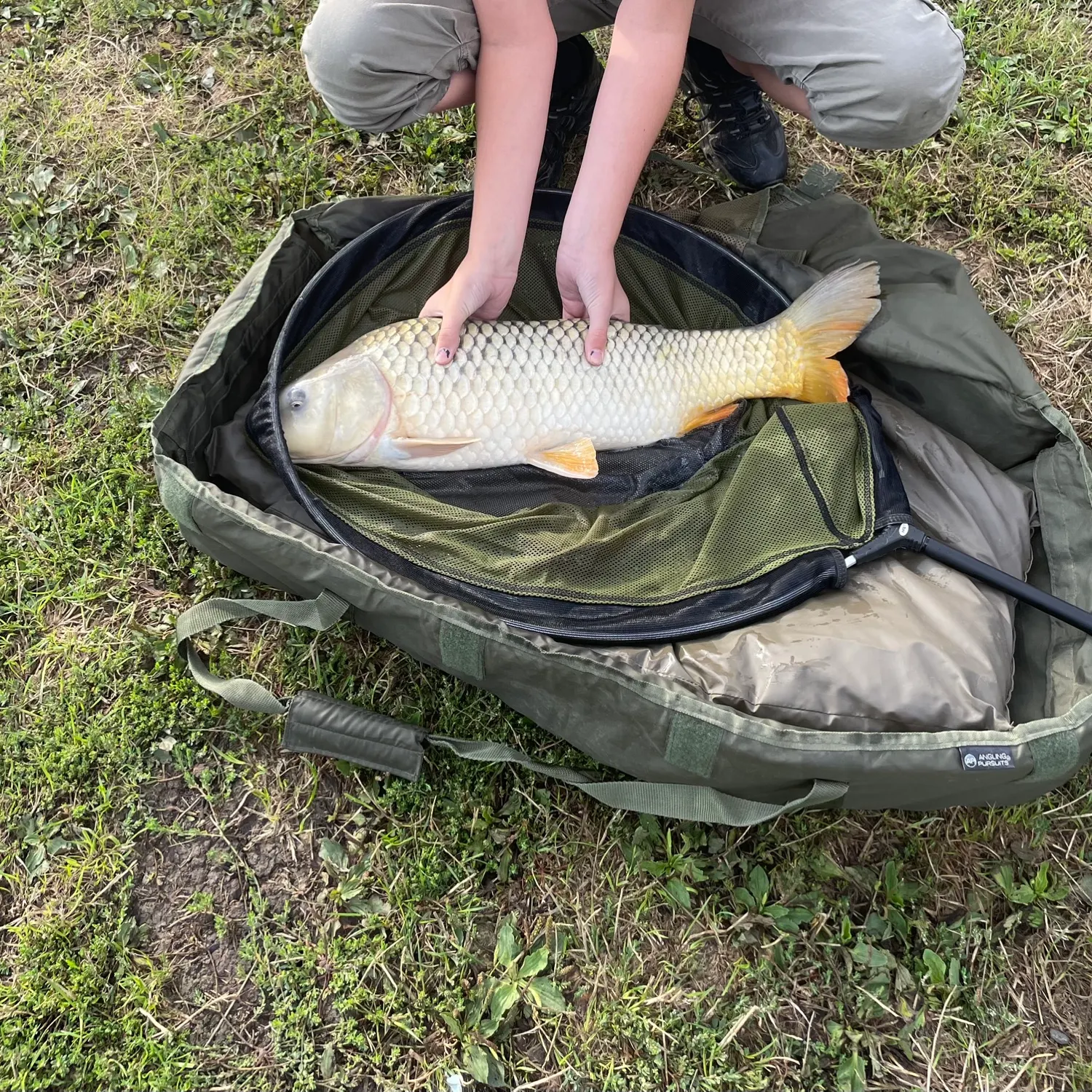 Common carp caught on Fishbrain