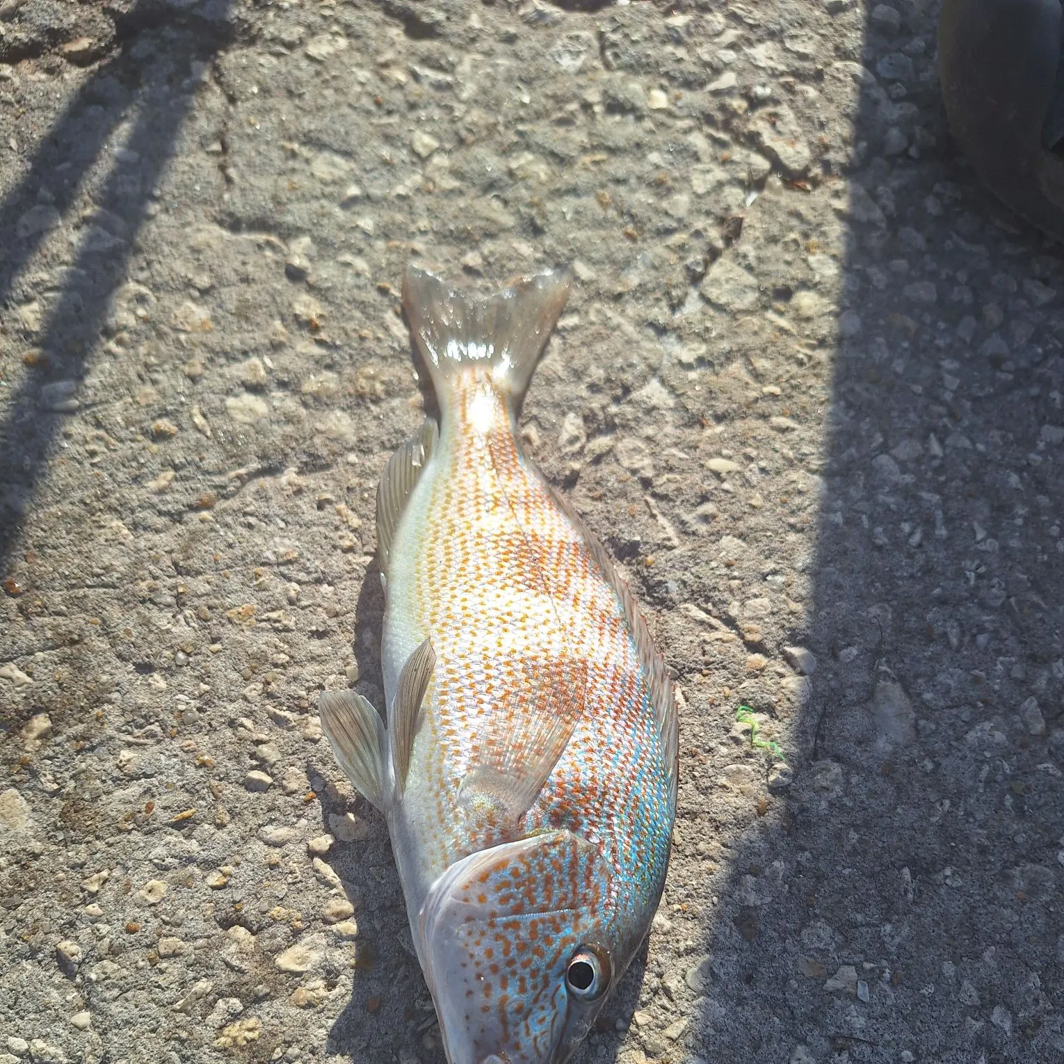 White grunt caught on Fishbrain