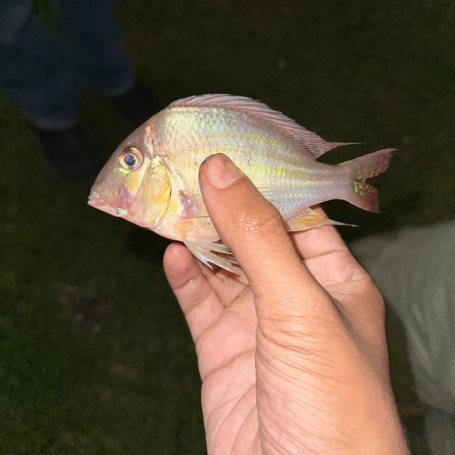 The most recent Eartheater cichlid catches on Fishbrain