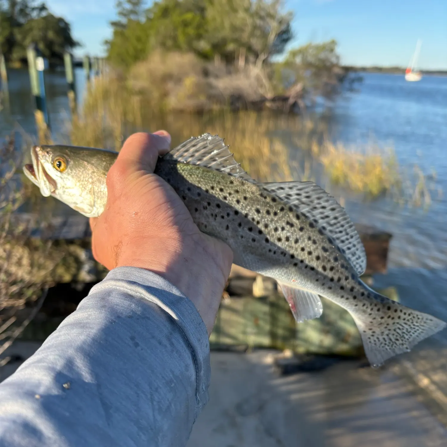Spotted seatrout caught on Fishbrain