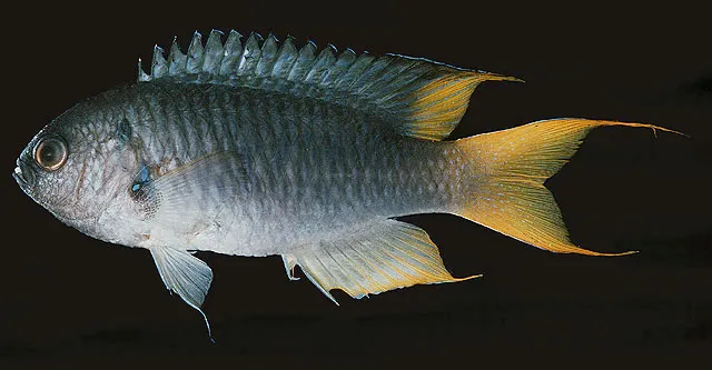 Yellowtail demoiselle