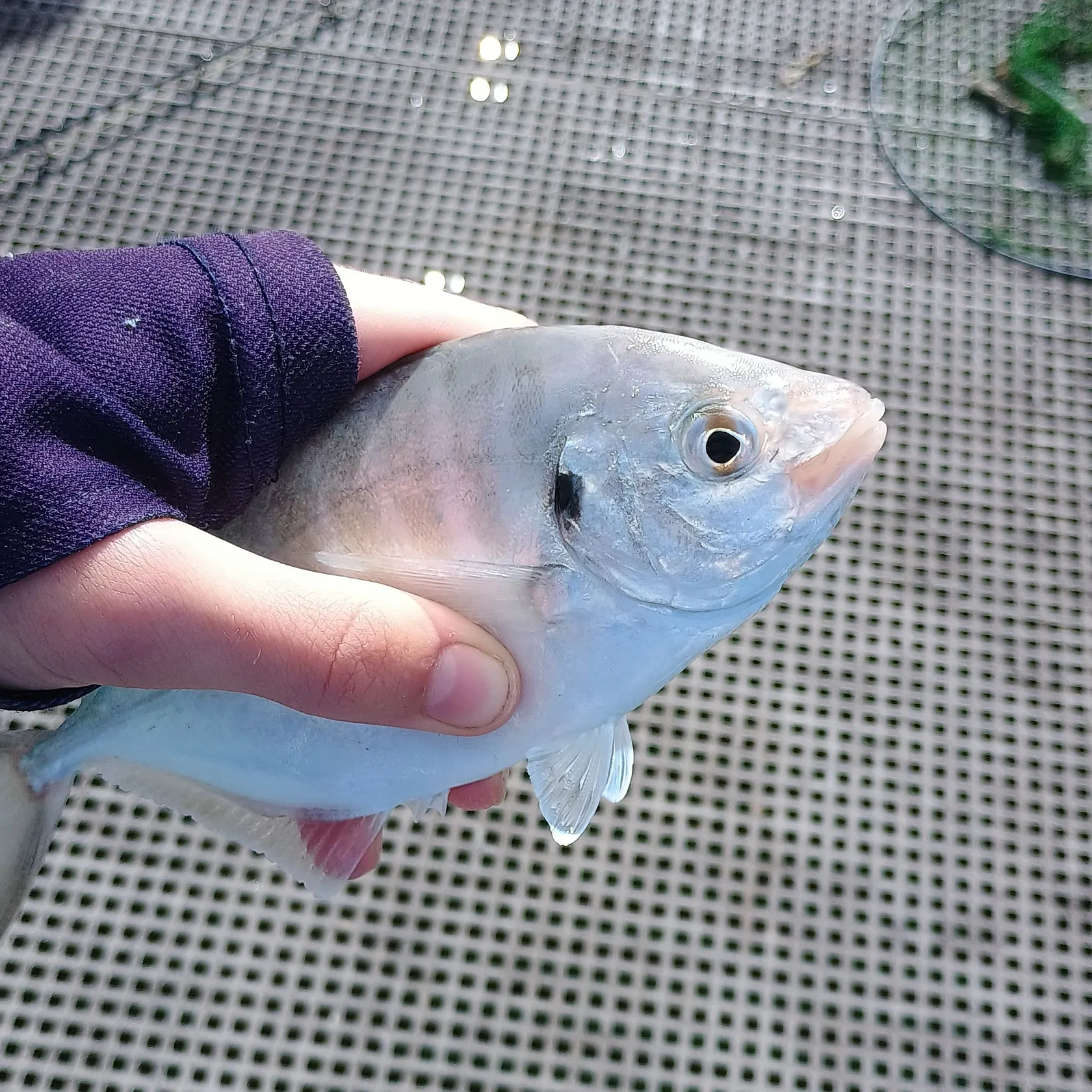 The most recent White trevally catches on Fishbrain
