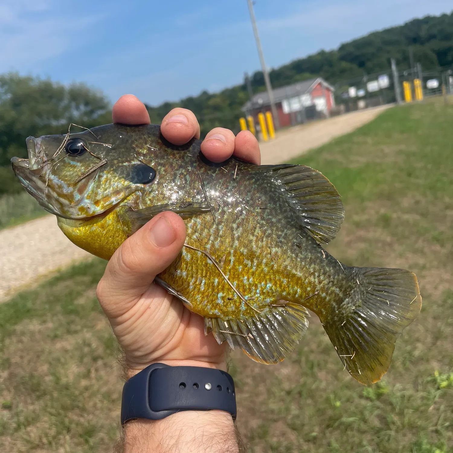 catch