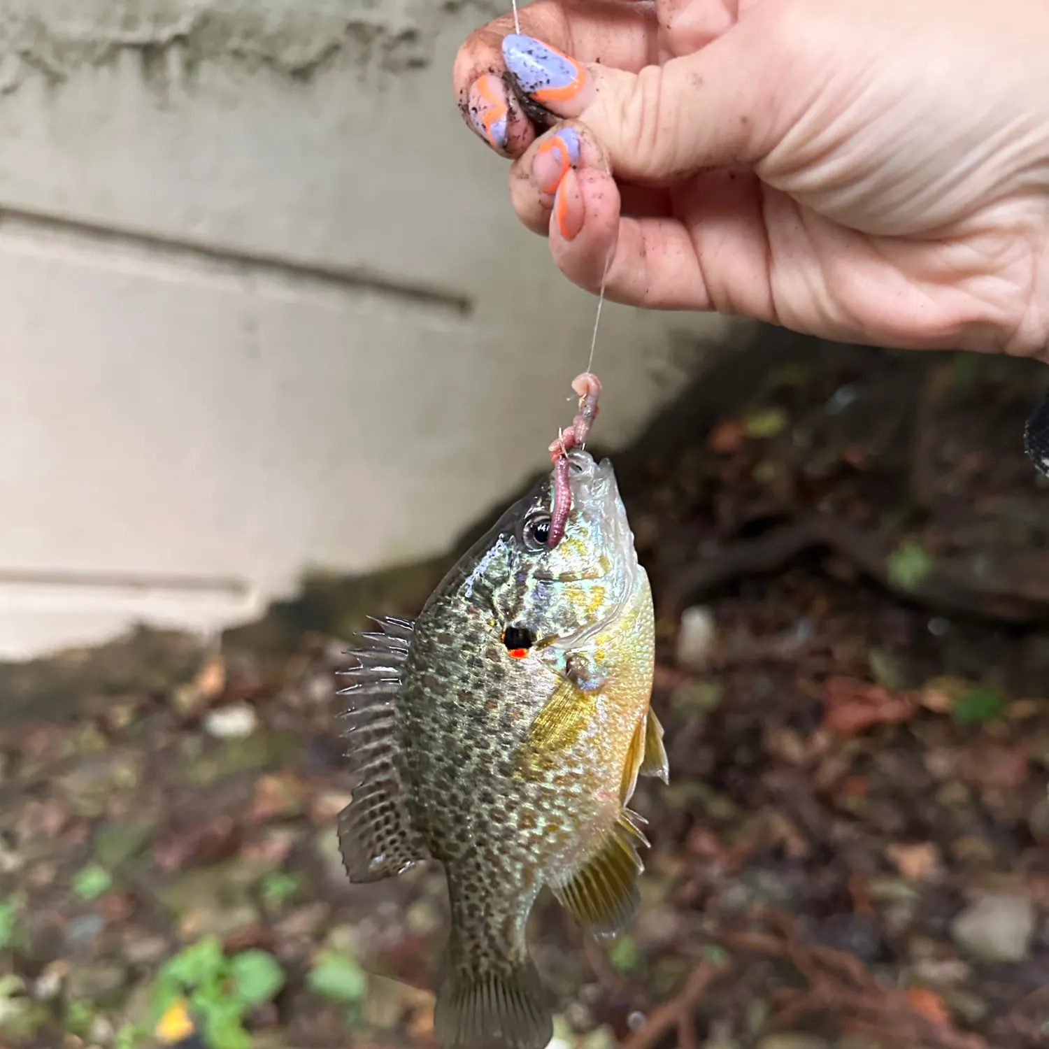 Pumpkinseed caught on Fishbrain