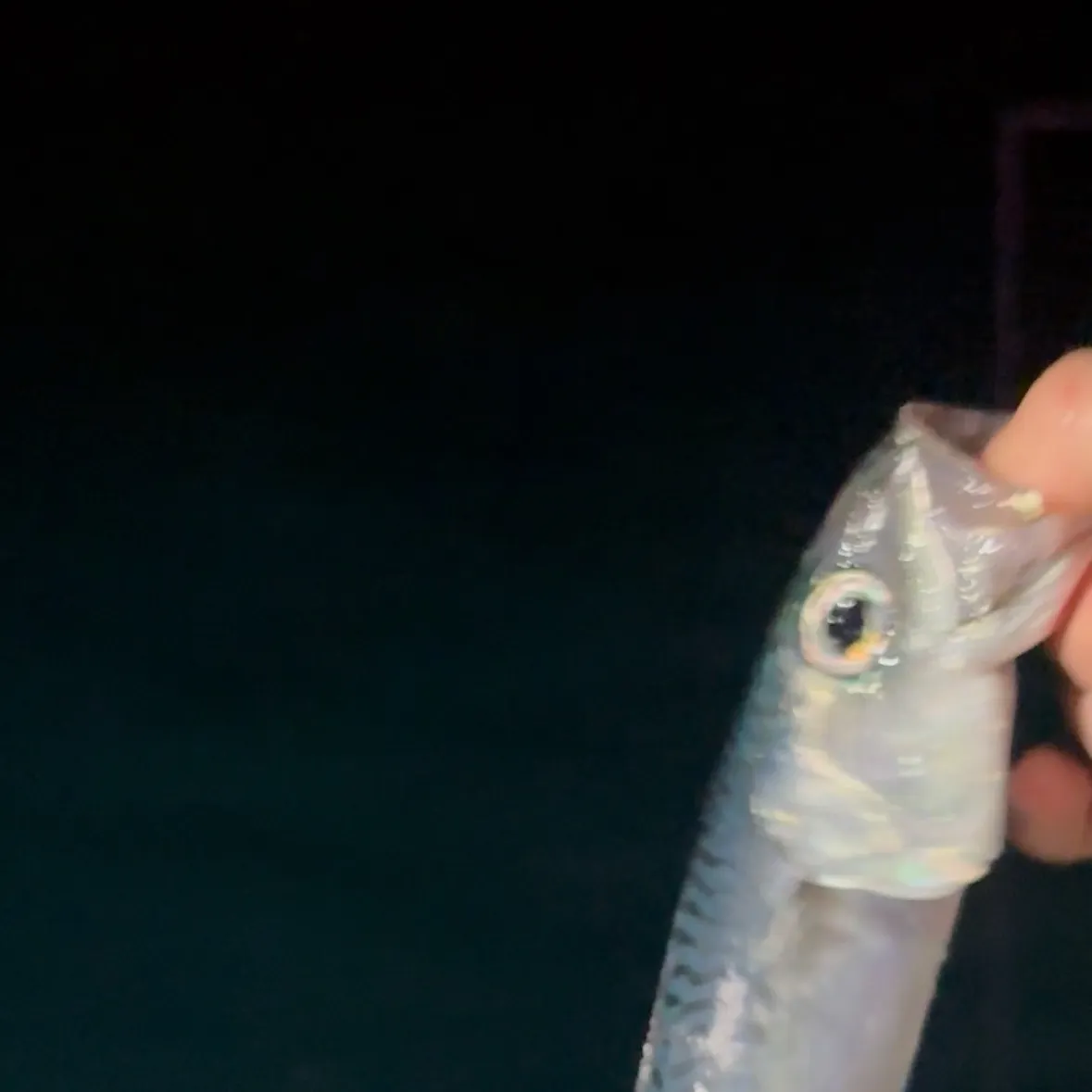 The most recent Pacific chub mackerel catches on Fishbrain