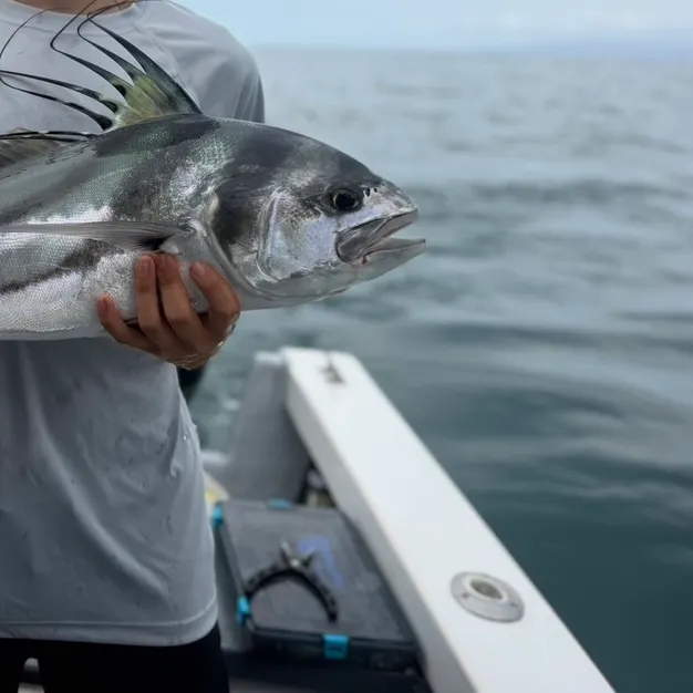 The most recent Roosterfish catches on Fishbrain