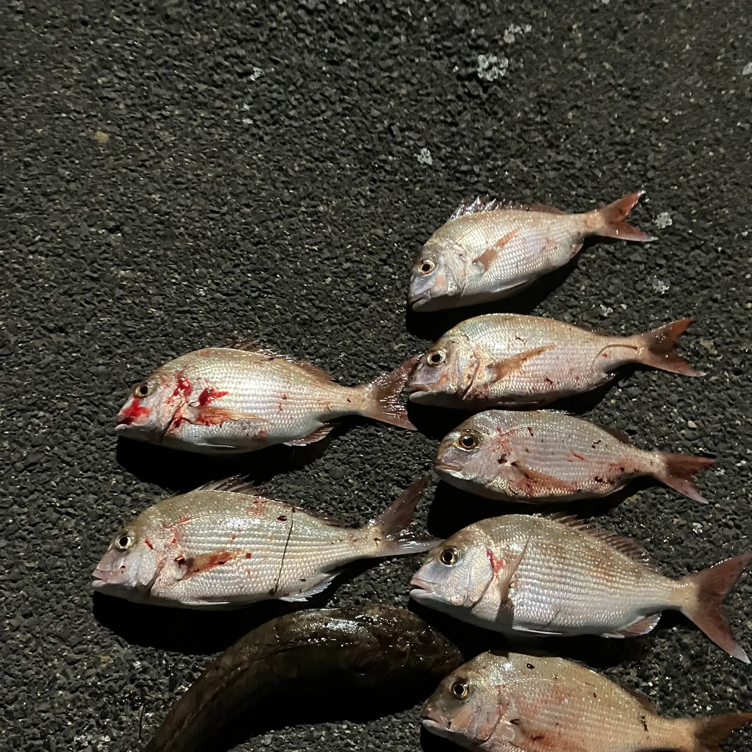 recently logged catches