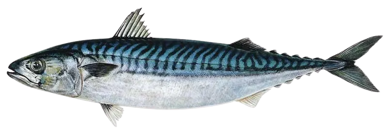 Island mackerel