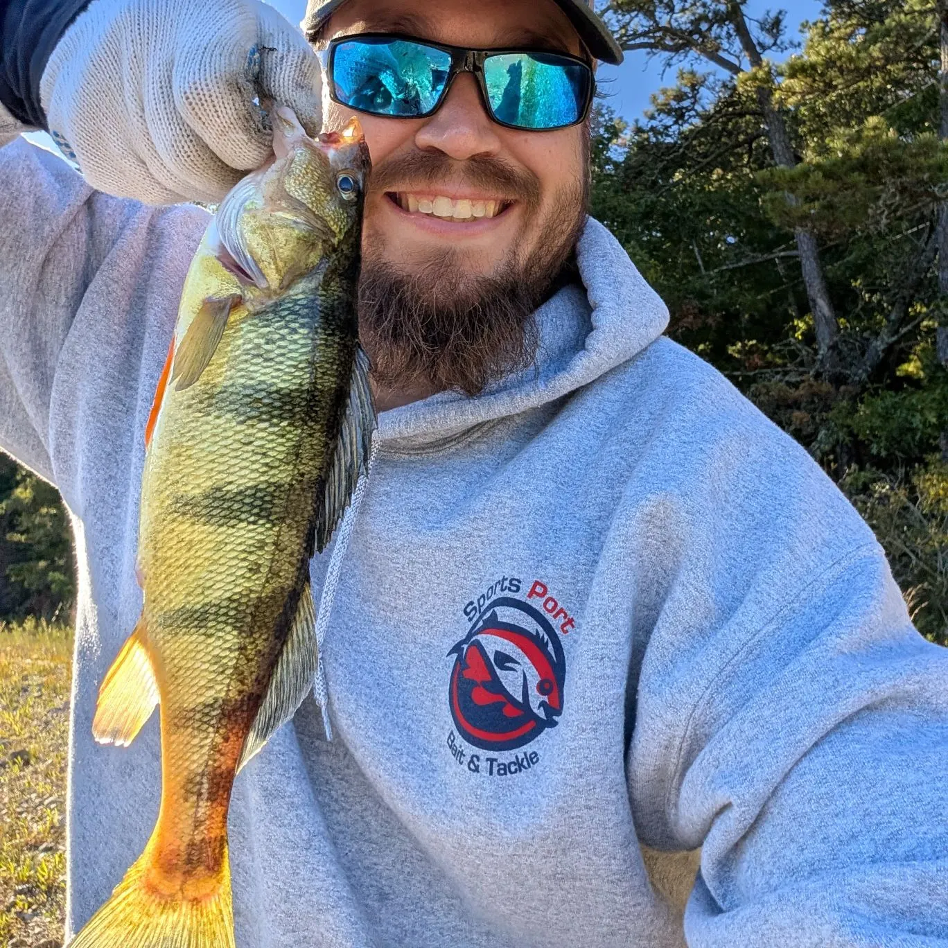 Yellow perch caught on Fishbrain