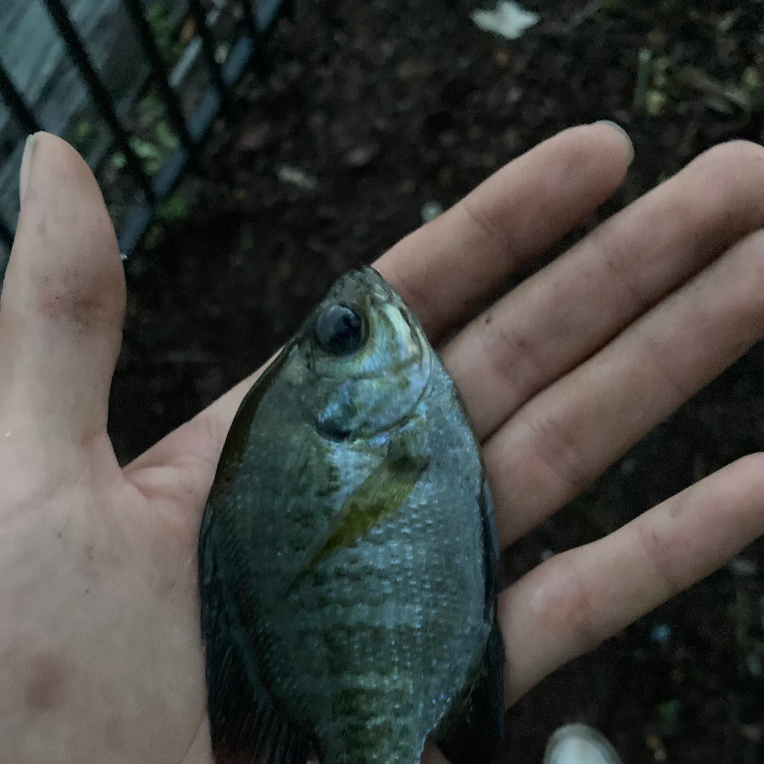 Bluegill caught on Fishbrain