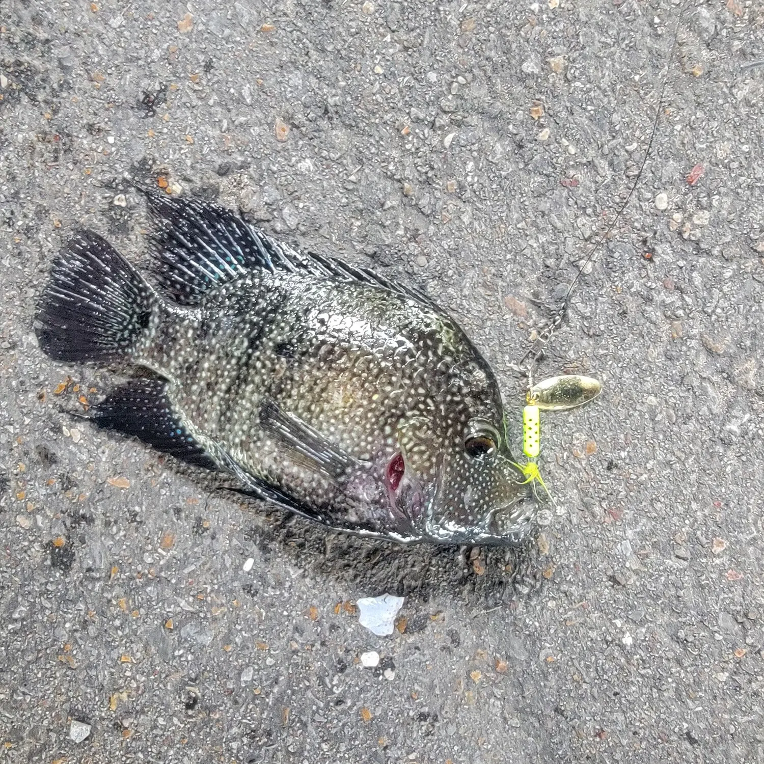 recently logged catches