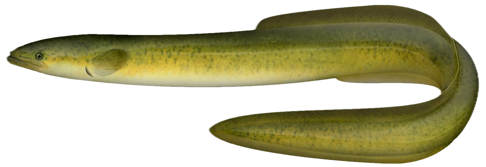 Speckled longfin eel